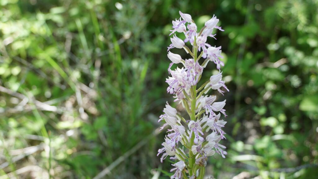 Orchidee Prader Sand I(c)Judith Egger AVS