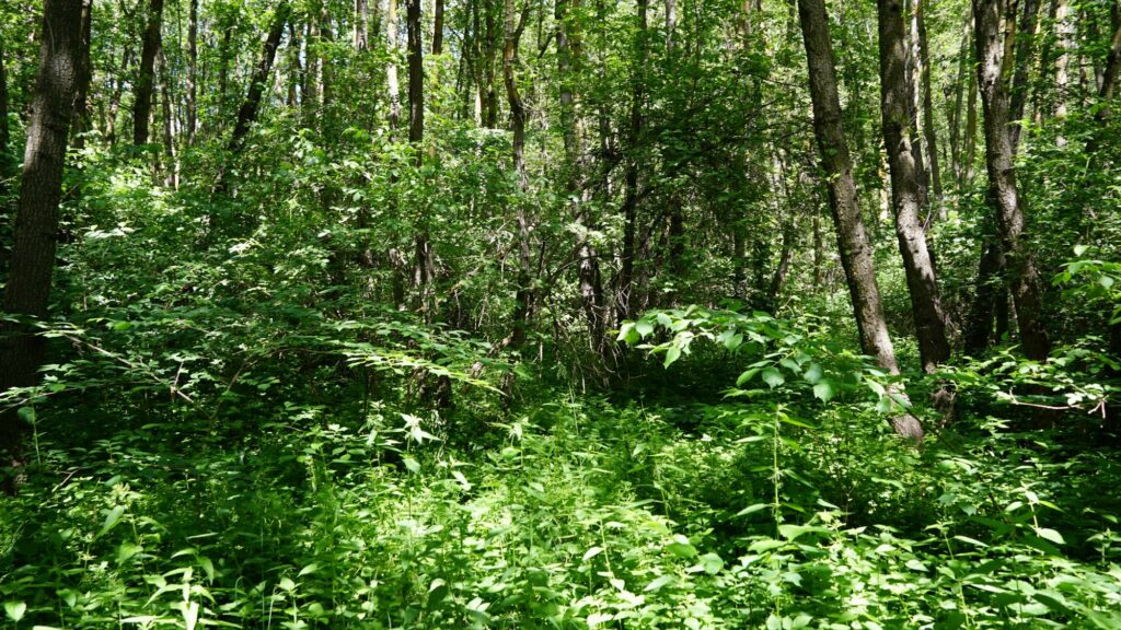 Schludernser Au I(c)Judith Egger AVS