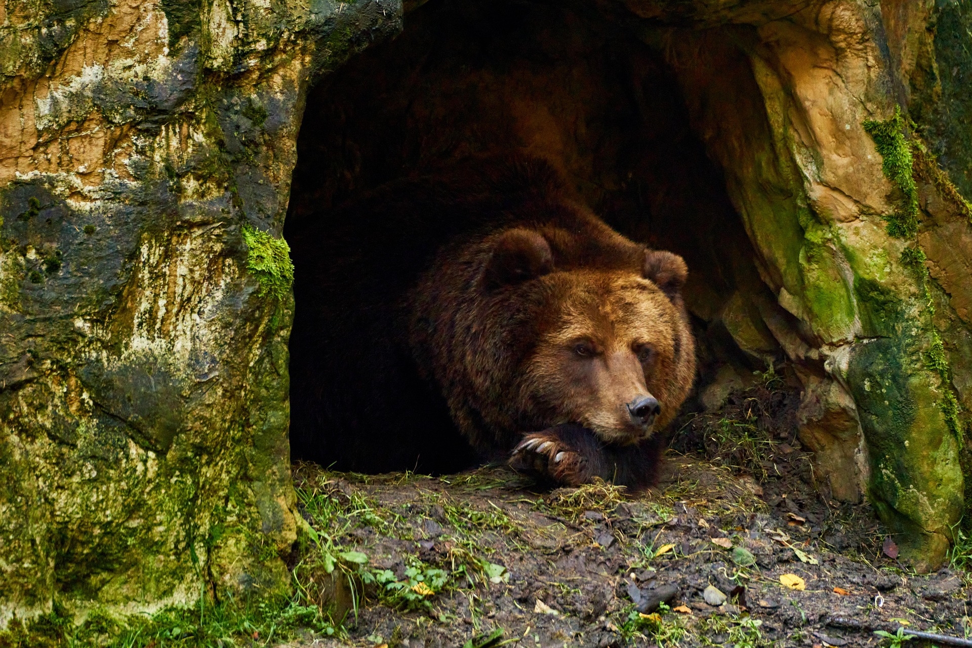 Richtiges Verhalten im Bären- und Wolfsgebiet