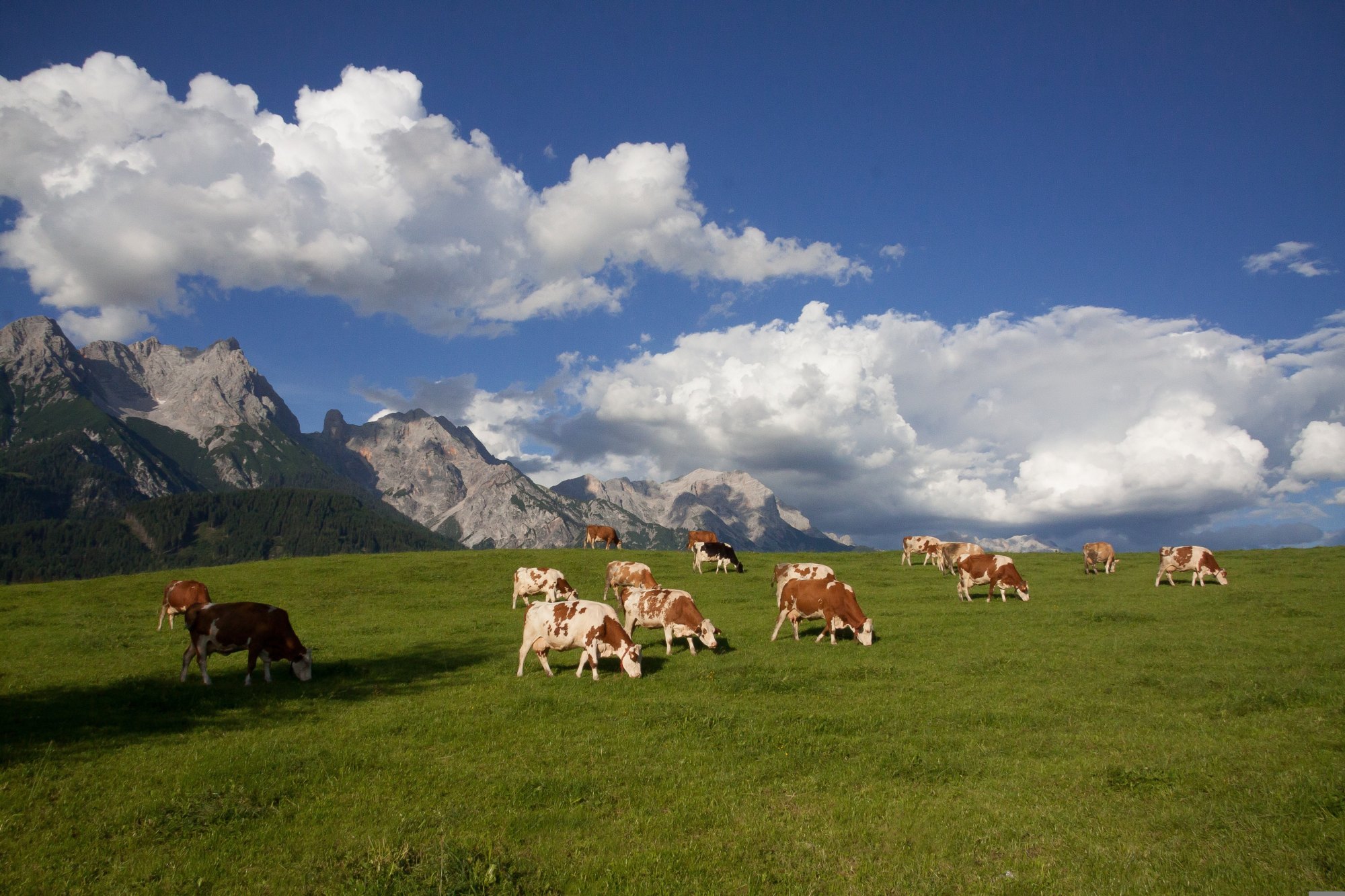 Wandern mit Rücksicht: Sicher unterwegs zwischen Weidevieh und Herdenschutzhunden