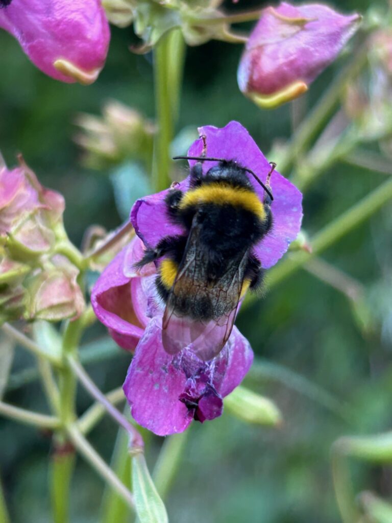 Drüsiges Springkraut | (c) Othmar Peer_AVS Tramin (1)