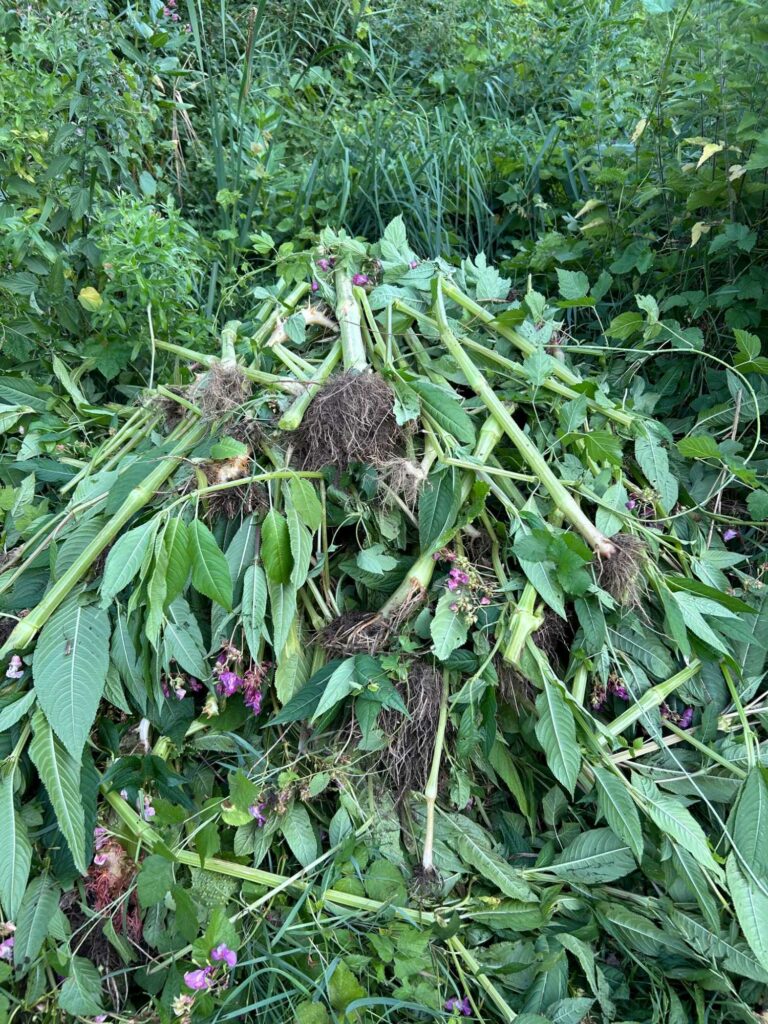 Biotoppflege Kalterer See 2025 | (c) Othmar Peer_AVS Tramin (4)