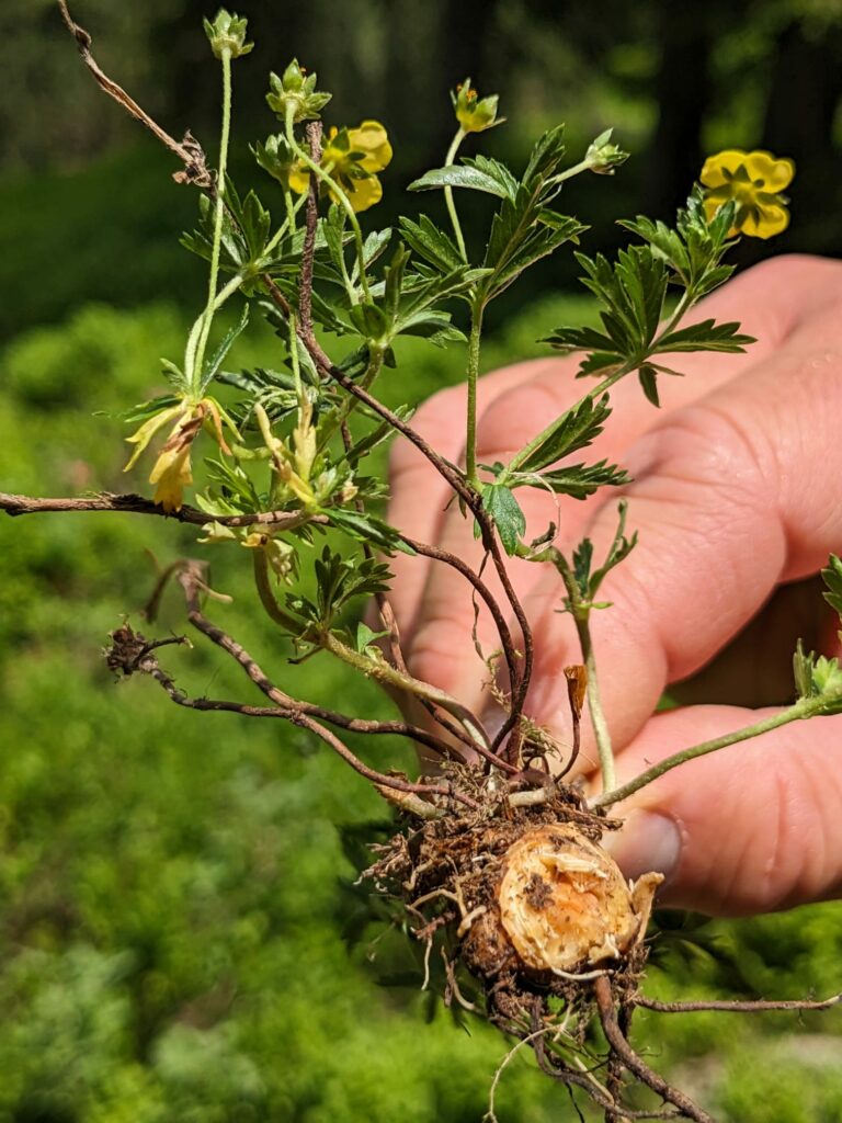 Blutwurz Rhizom I(c)Marleen Visser