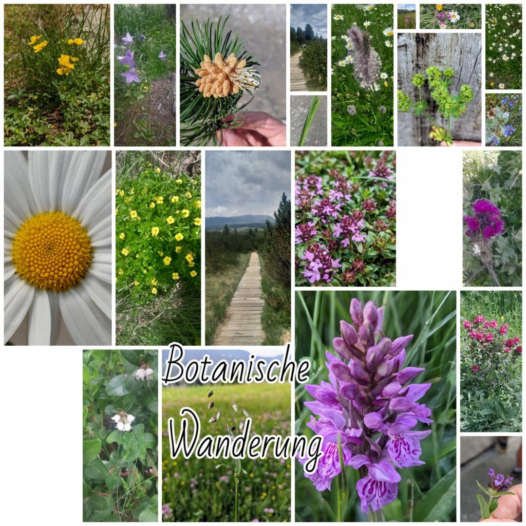 Botanische Wanderung 2025 I(c)Elisabeth Pernstich