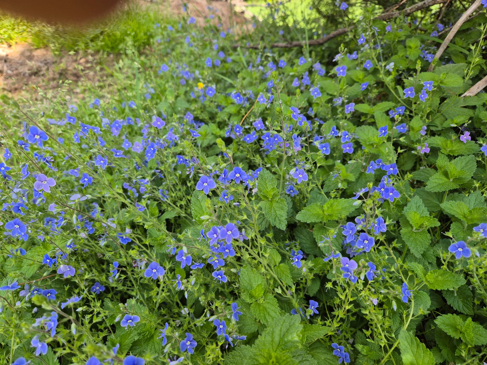 Die Flora der Villanderer Alm erkunden