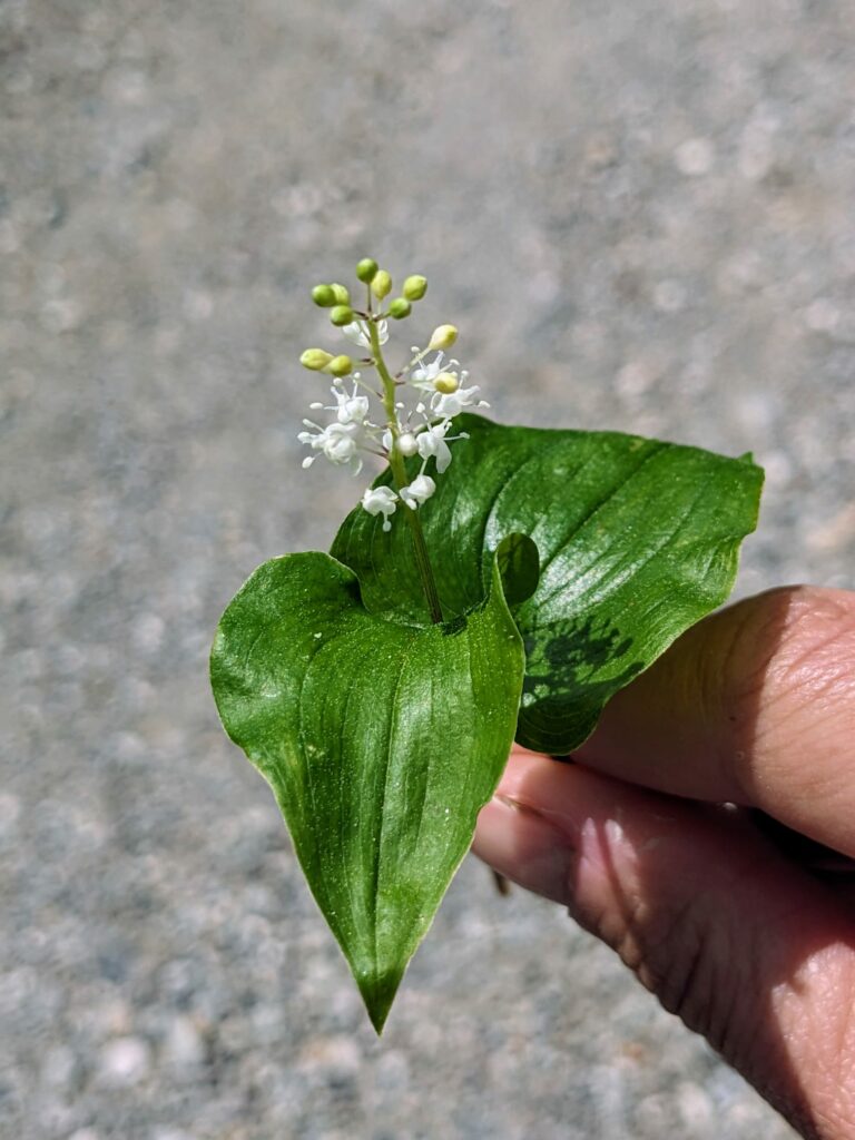 Gewöhnliches Schattenblümchen I(c)Marleen Visser