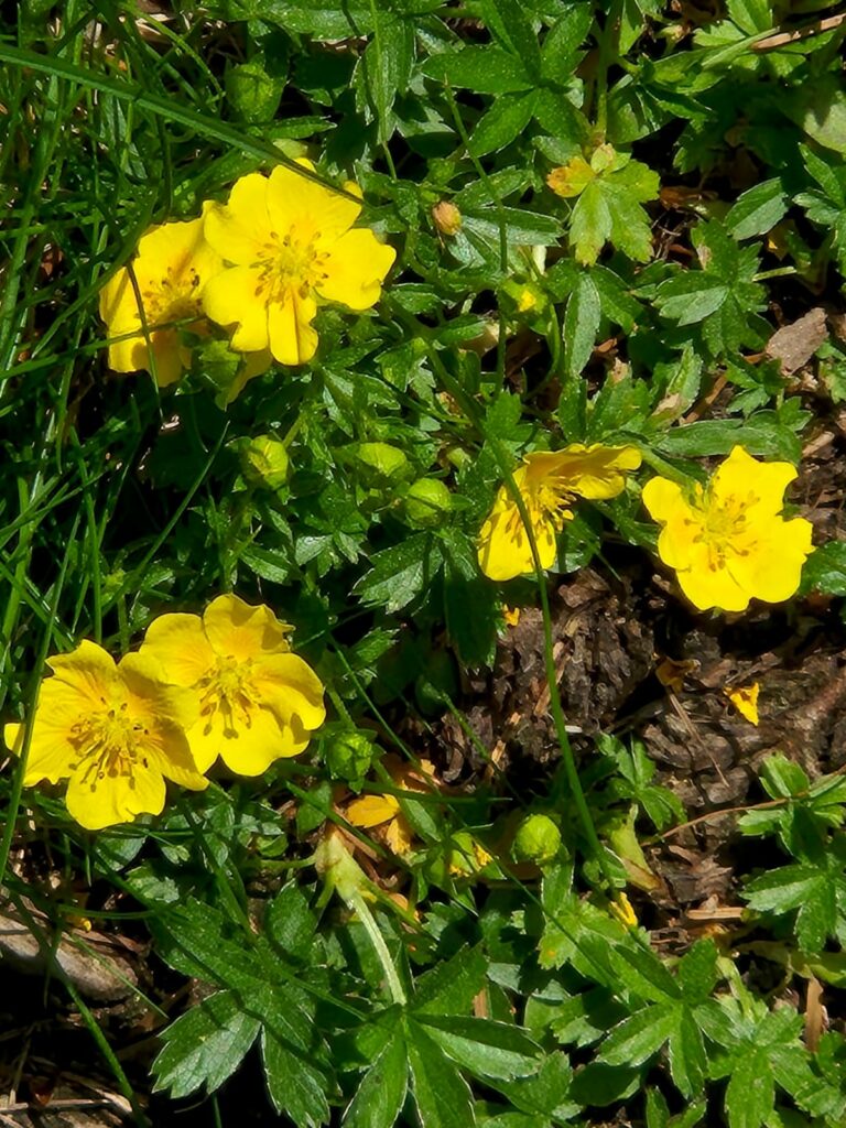 Gold-Fingerkraut I(c)Flora Rainer