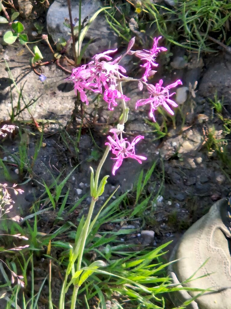 Kuckucks-Lichtnelke I(c)Flora Rainer