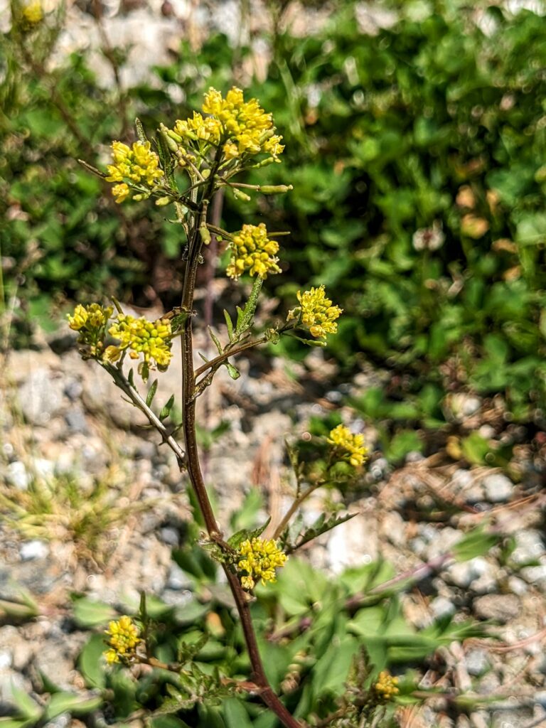 Gewöhnliche Sumpfkresse I(c)Marleen Visser