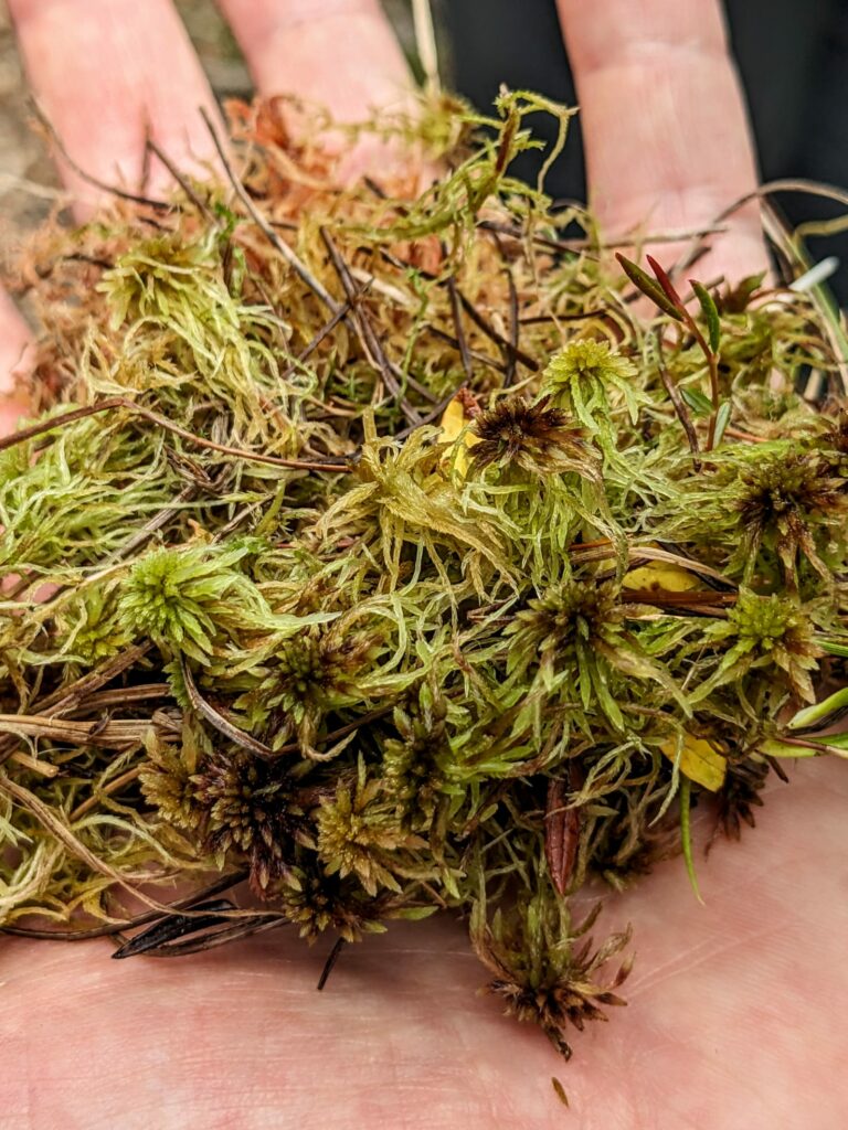 Torfmoos I(c)Marleen Visser