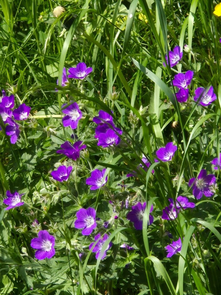 Wald-Storchschnabel I(c)Flora Rainer