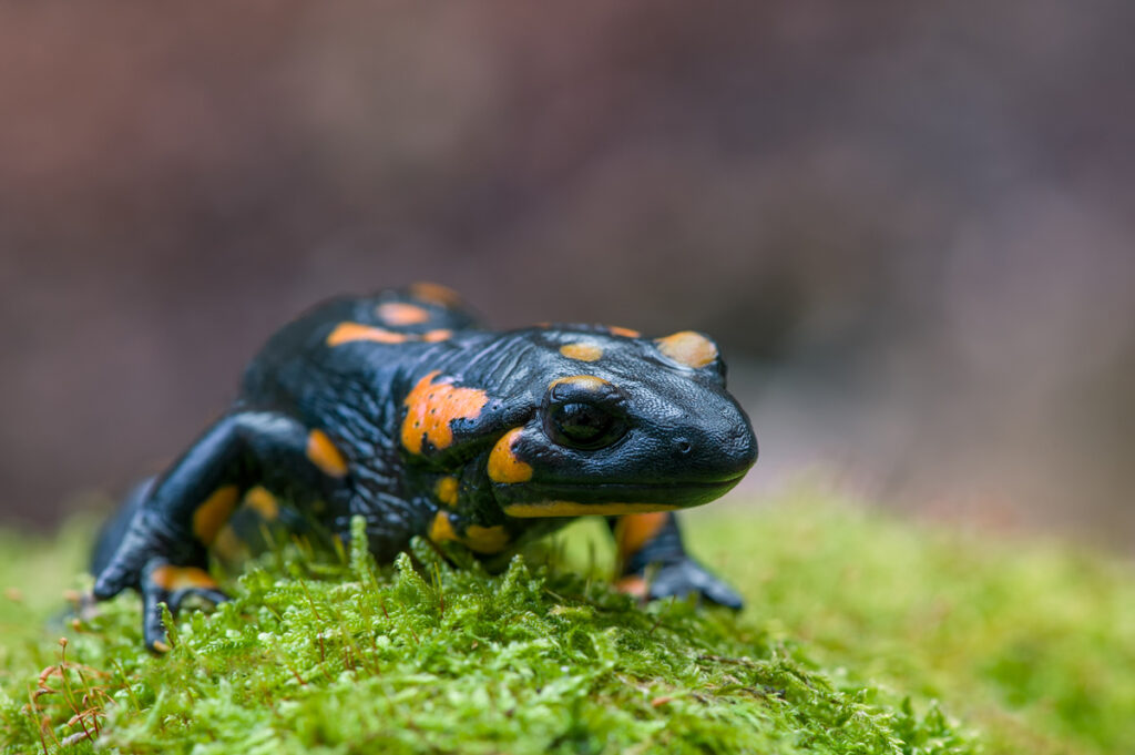 Feuersalamander I(c)Tetraon