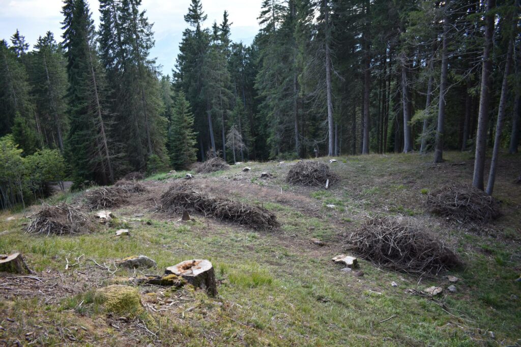 Aktion Auerwild 2025 angehäufte Asthaufen I(c)Walter Eccli