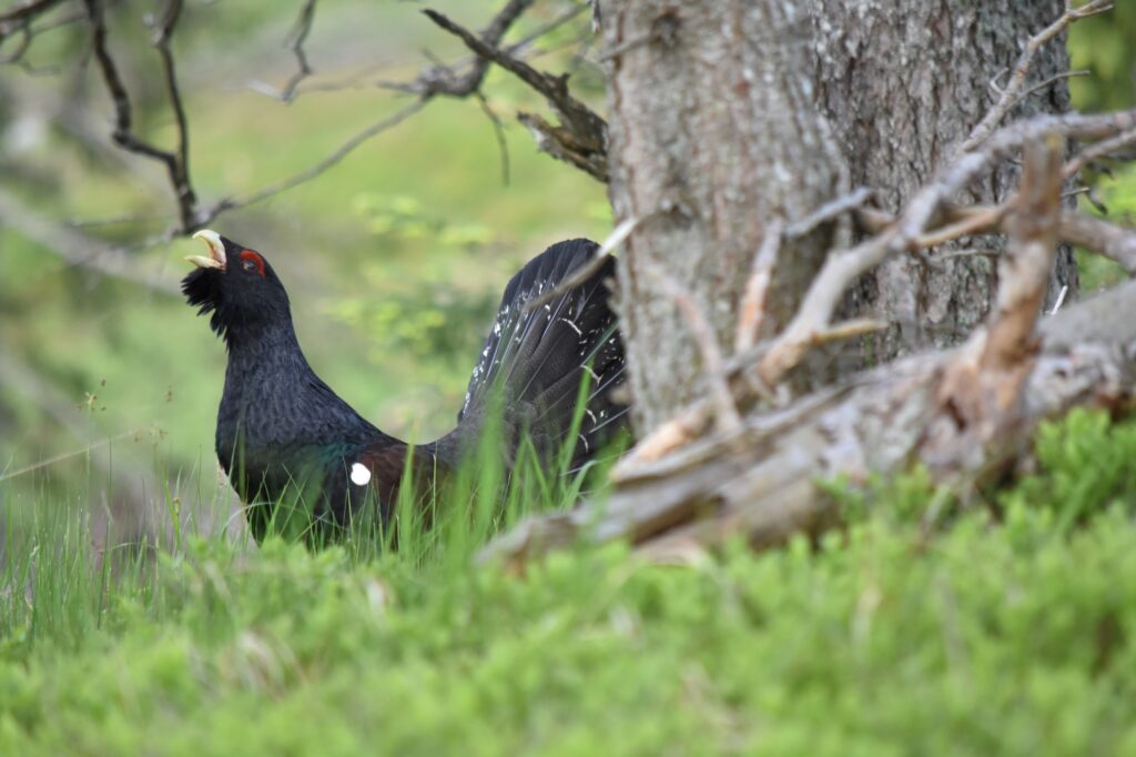 Balzender Auerhahn I(c)Walter Eccli