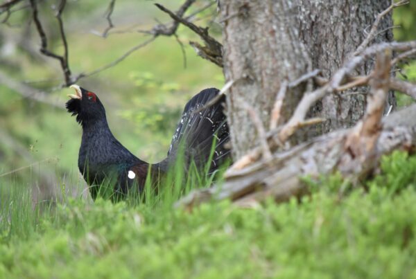 Balzender Auerhahn I(c)Walter Eccli