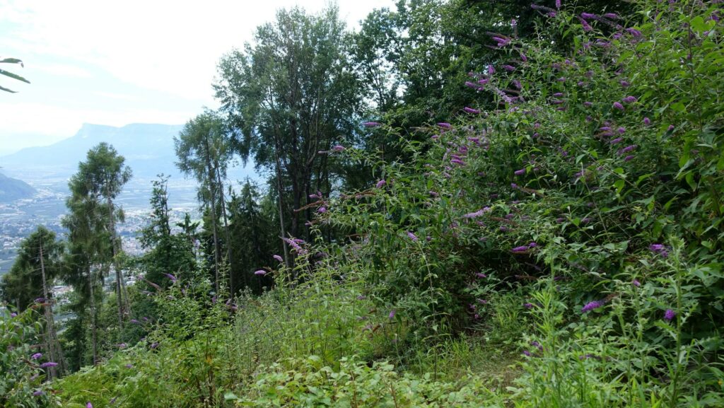 Sommerflieder an einer Forststraße_(c)JudithEgger