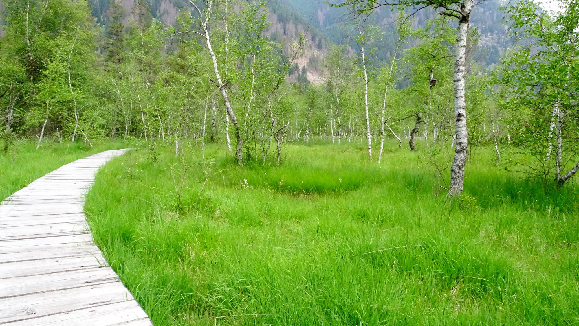 Biotop Rasner Möser I(c)JudithEgger