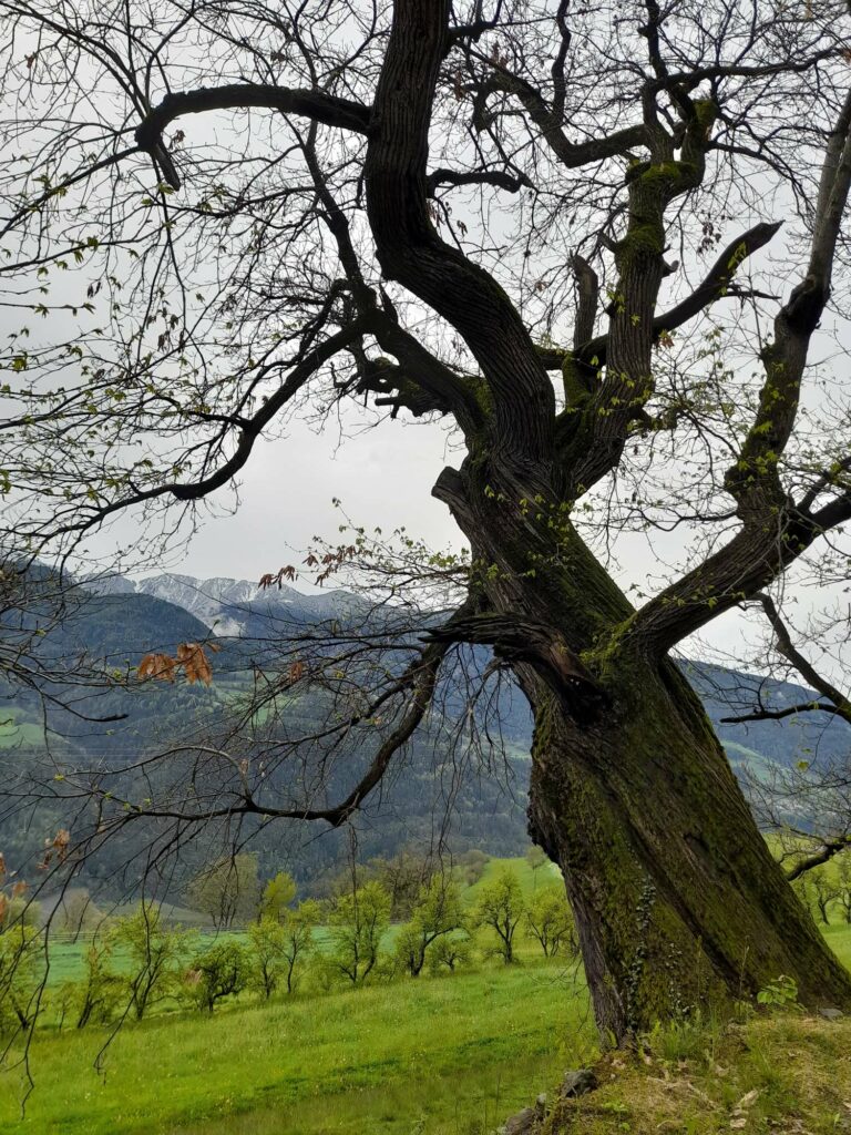 Kastanienbaum am Keschtnweg I(c)JudithEgger