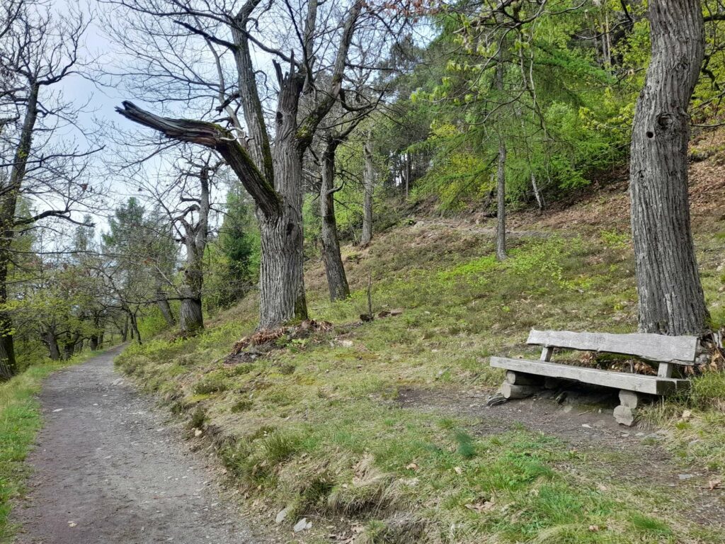 Kastanienhain am Keschtnweg I(c)JudithEgger