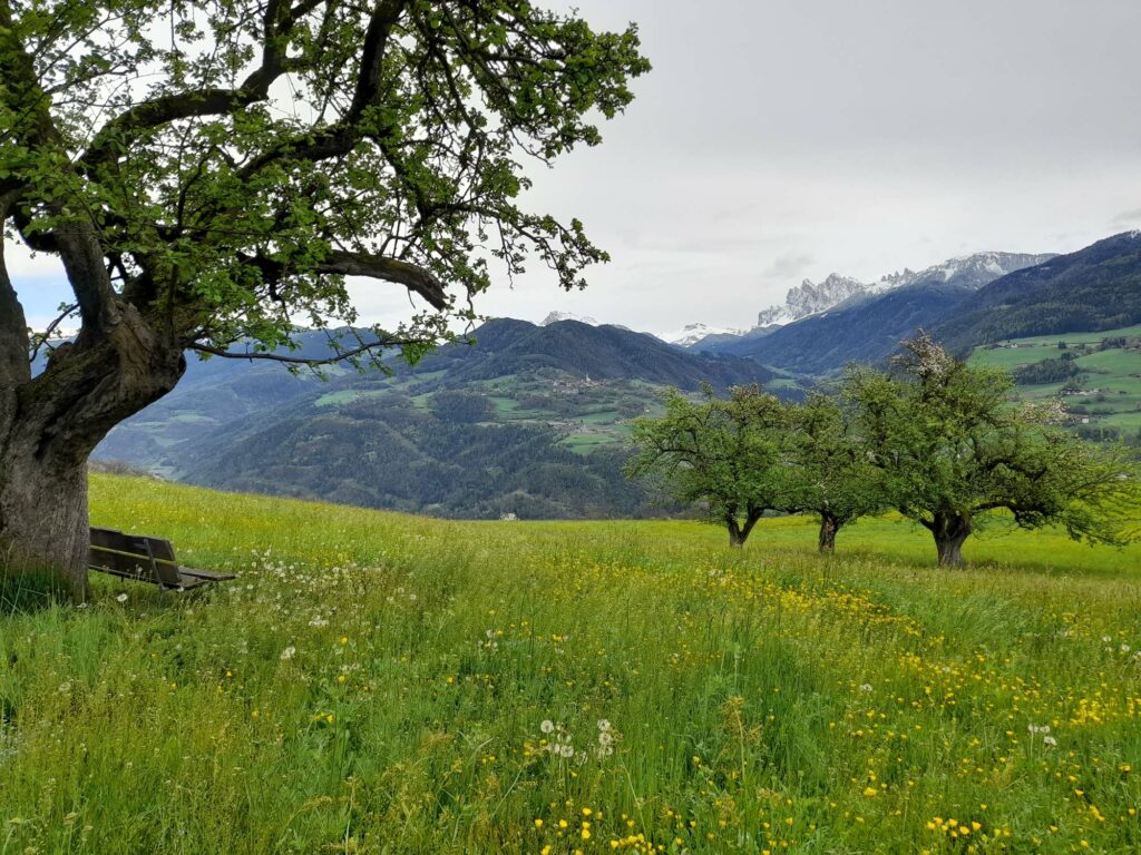 Kulturlandschaft Moar zu Viersch I(c)JudithEgger