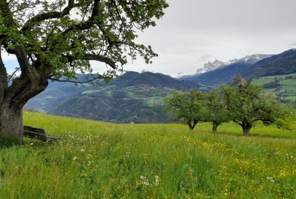 Kulturlandschaft Moar zu Viersch I(c)JudithEgger