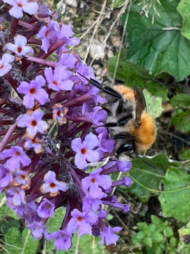 Blühender Sommerflieder I(c)Christian Kaufmann AVS Welschnofen