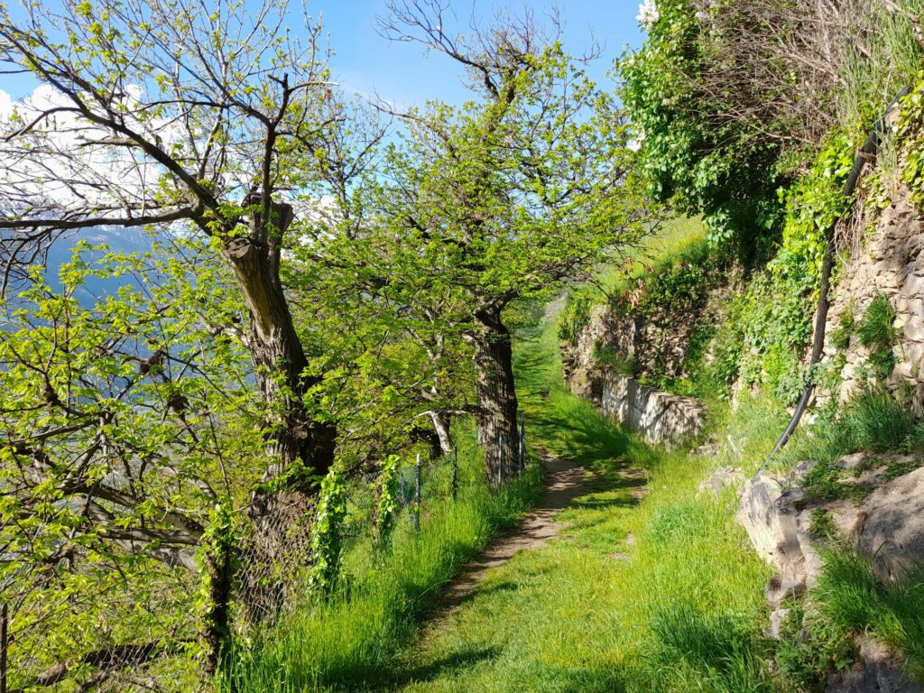 Sonnenberg Partschins I(c)JudithEgger