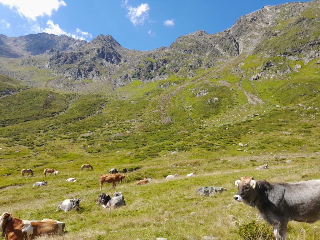 Weidetiere im Timmelstal I(c)JudithEgger