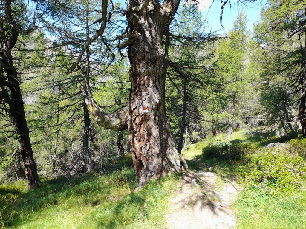 Lichter Lärchenwald mit Waldweide I(c)JudithEgger