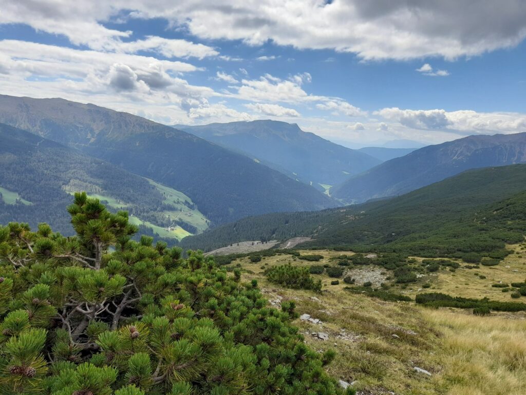 Latschenfelder oberhalb von Durnholz I(c)JudithEgger