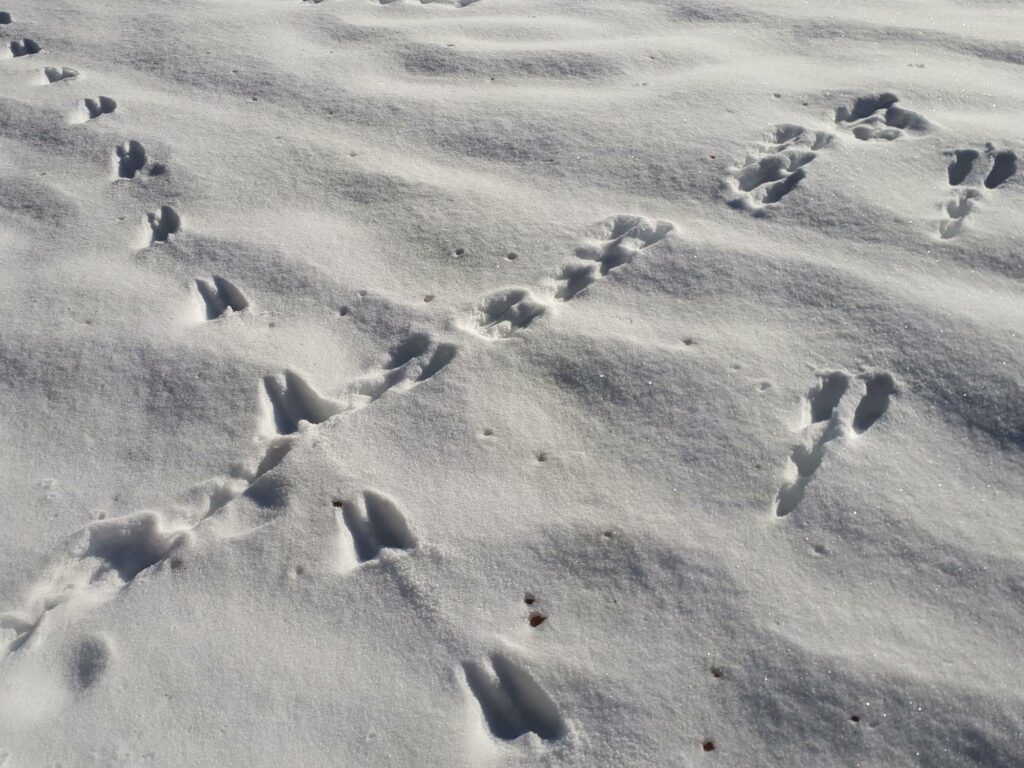 Tierspuren Winter I (c)Ralf Pechlaner I AVS