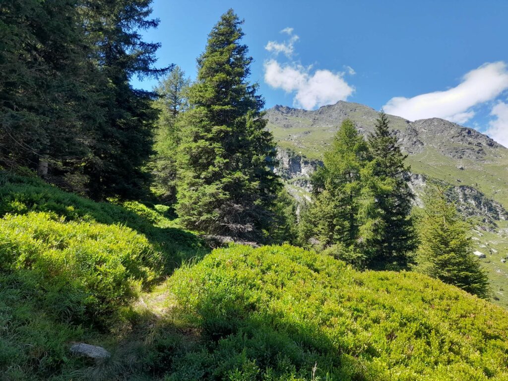 Weg Bockerhütte-Jägersteig I(c)JudithEgger