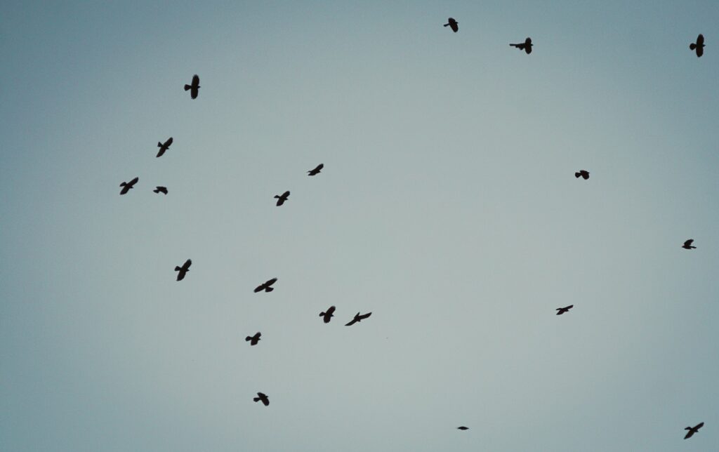 Titelbild (c) Ramon Zemmer