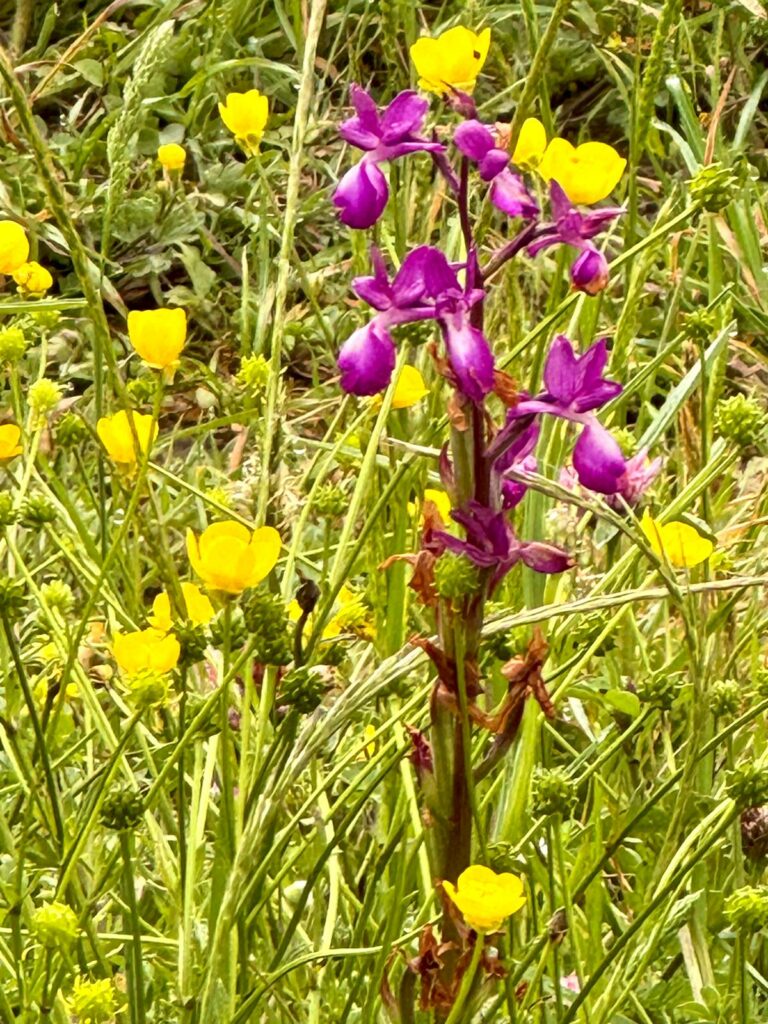 Blumenwiese mit Orchidee I(c)Ivone Stimpfl