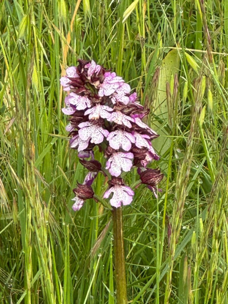 Orchidee I(c)Ivone Stimpfl