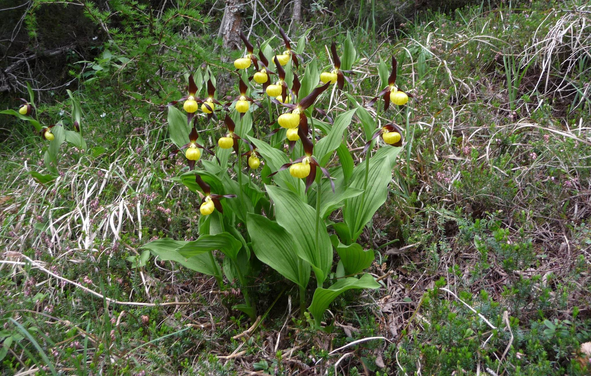 Mach mit und beobachte seltene Tier- und Pflanzenarten: Aufruf „Citizen Science“