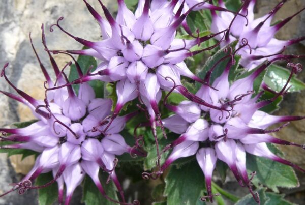 Schopfige Teufelskralle I(c)ChristianKaufmann