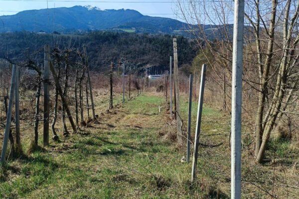 Ausgleichsfläche Progress-Millander Au | © Anna Pichler | AVS