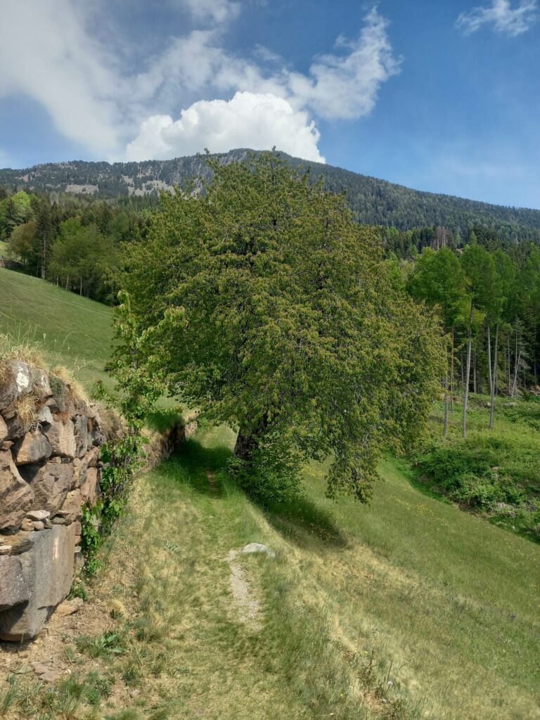 Landschaft Grödner Poststeig I(c)Rosi Haller