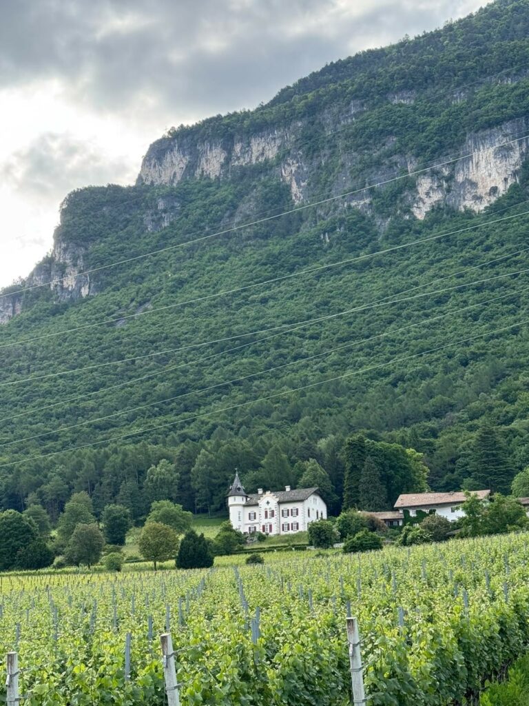 Weinberge bei Mazon I(c)Ivone Stimpfl