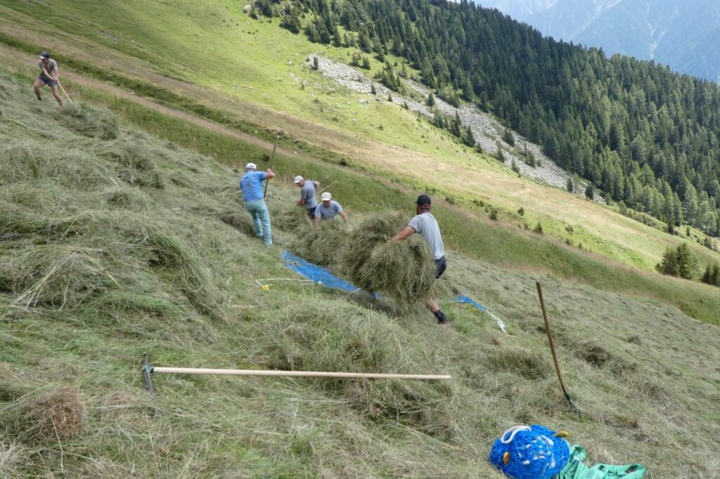 Aufstocken des Heus in den Netzen I(c)AVS Antholzertal