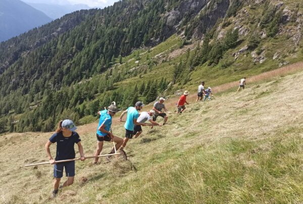 Handarbeit auf steiler Wiese - Kassefeld Antholz I(c)AVS Antholzertal
