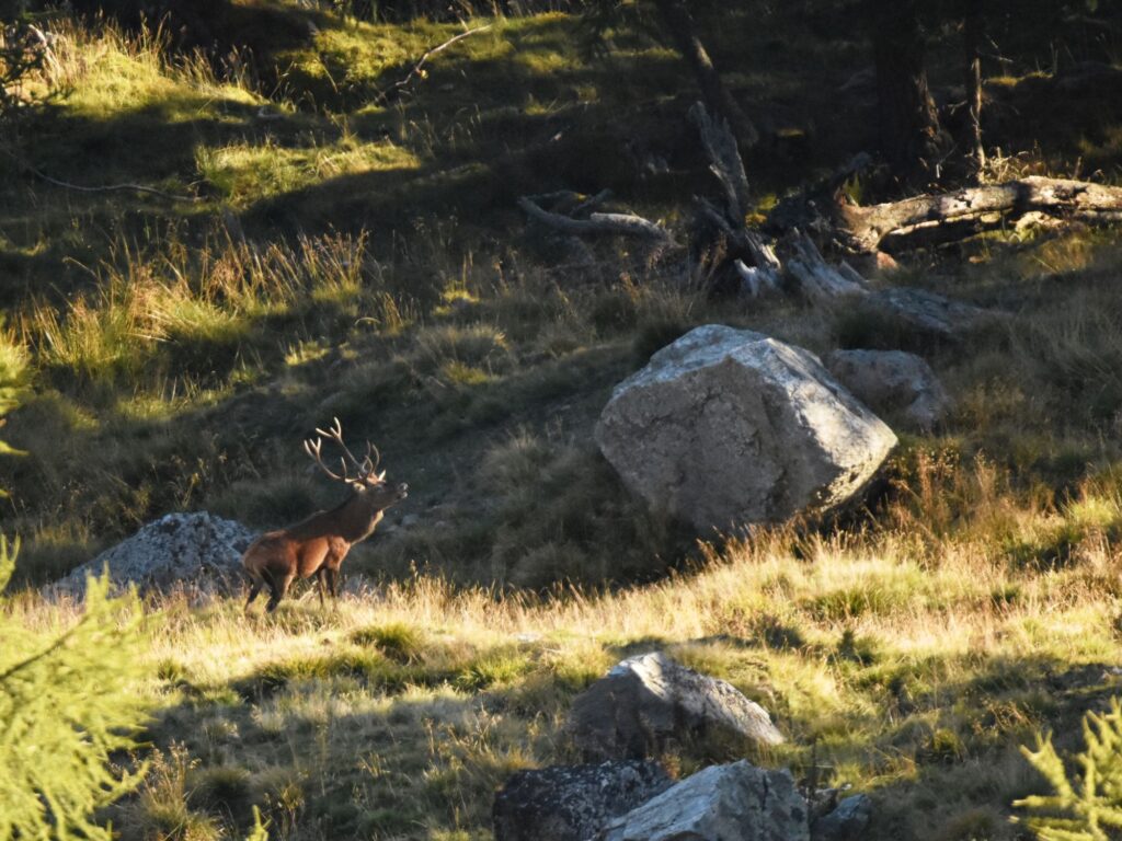 Rothirsch Brunft I(c)Klaus Bliem