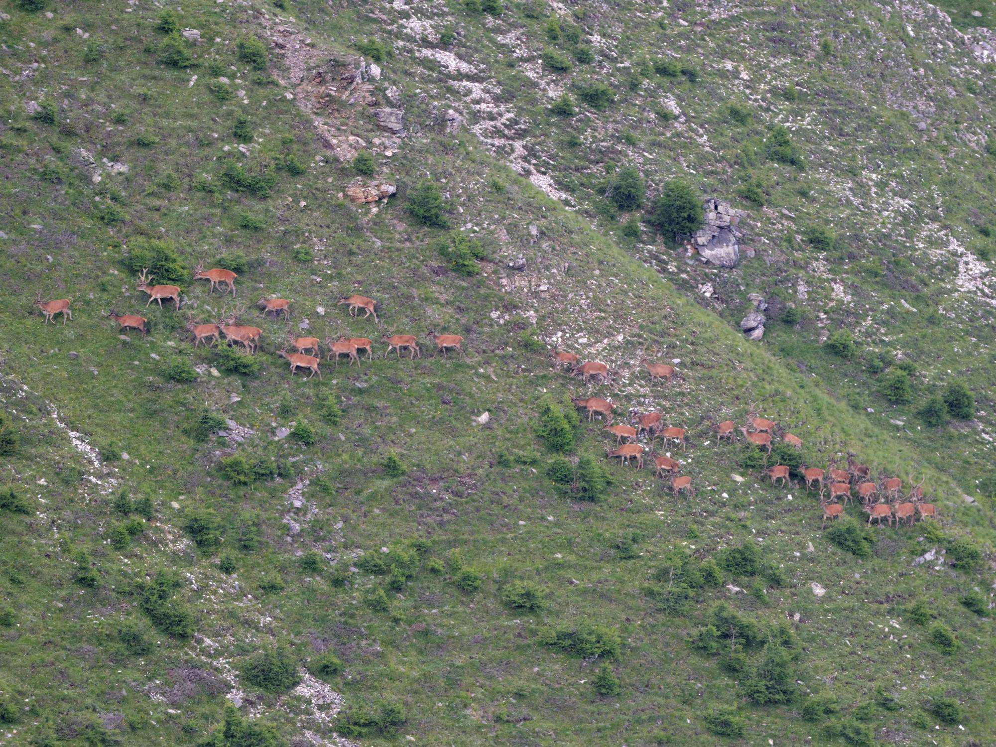 Welttierschutztag: Wer Wildtiere schützt, schützt den alpinen Lebensraum