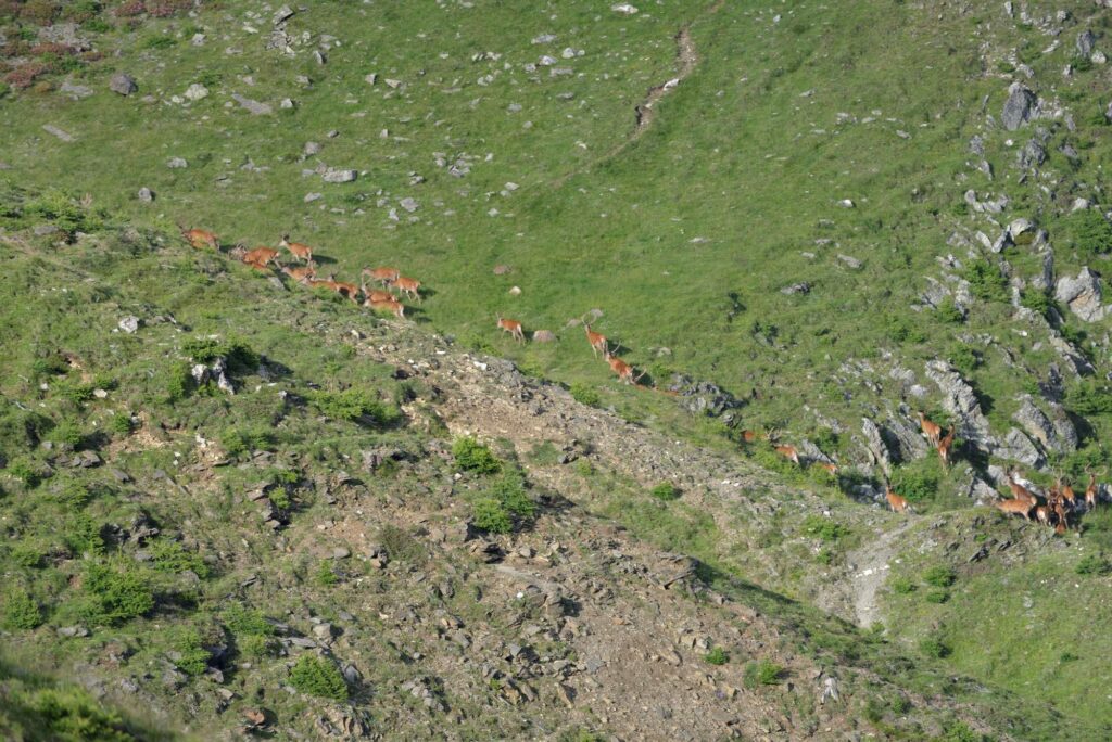Rotwildrudel im Vinschgau I(c)Reinhard Haller